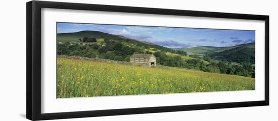 Traditional stone barn in yellow buttercup meadow in Swaledale, Gunnerside-Stuart Black-Framed Photographic Print