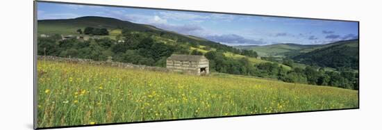Traditional stone barn in yellow buttercup meadow in Swaledale, Gunnerside-Stuart Black-Mounted Photographic Print