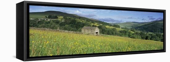 Traditional stone barn in yellow buttercup meadow in Swaledale, Gunnerside-Stuart Black-Framed Stretched Canvas