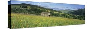 Traditional stone barn in yellow buttercup meadow in Swaledale, Gunnerside-Stuart Black-Stretched Canvas