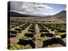 Traditional Vineyards in La Geria Where the Wines are Produced in a Volcanic Ash Soil, Lanzarote, C-Mauricio Abreu-Stretched Canvas