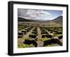 Traditional Vineyards in La Geria Where the Wines are Produced in a Volcanic Ash Soil, Lanzarote, C-Mauricio Abreu-Framed Photographic Print