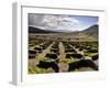 Traditional Vineyards in La Geria Where the Wines are Produced in a Volcanic Ash Soil, Lanzarote, C-Mauricio Abreu-Framed Photographic Print