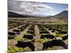 Traditional Vineyards in La Geria Where the Wines are Produced in a Volcanic Ash Soil, Lanzarote, C-Mauricio Abreu-Mounted Photographic Print