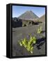 Traditional viniculture in the Cha de Caldeiras,. Stratovolcano mount Pico do Fogo. Fogo Island-Martin Zwick-Framed Stretched Canvas