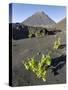 Traditional viniculture in the Cha de Caldeiras,. Stratovolcano mount Pico do Fogo. Fogo Island-Martin Zwick-Stretched Canvas