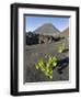 Traditional viniculture in the Cha de Caldeiras,. Stratovolcano mount Pico do Fogo. Fogo Island-Martin Zwick-Framed Photographic Print