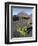 Traditional viniculture in the Cha de Caldeiras,. Stratovolcano mount Pico do Fogo. Fogo Island-Martin Zwick-Framed Premium Photographic Print