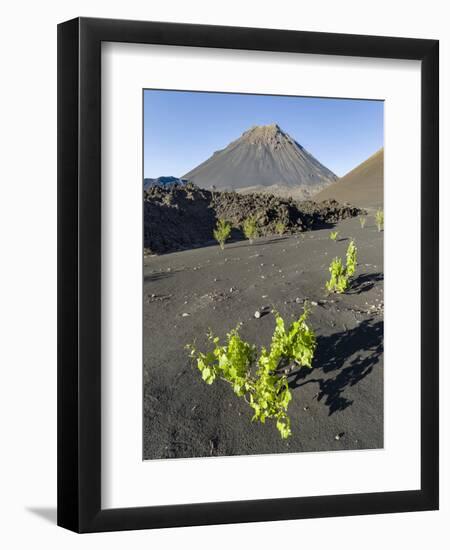 Traditional viniculture in the Cha de Caldeiras,. Stratovolcano mount Pico do Fogo. Fogo Island-Martin Zwick-Framed Premium Photographic Print