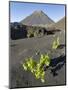 Traditional viniculture in the Cha de Caldeiras,. Stratovolcano mount Pico do Fogo. Fogo Island-Martin Zwick-Mounted Premium Photographic Print