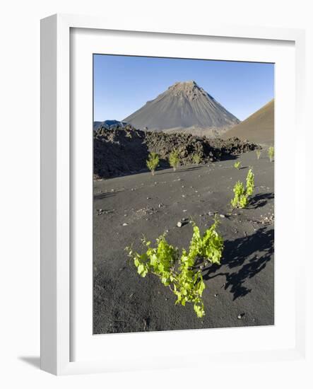 Traditional viniculture in the Cha de Caldeiras,. Stratovolcano mount Pico do Fogo. Fogo Island-Martin Zwick-Framed Photographic Print