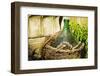 Traditional wine jug in a basket, Riomaggiore, Cinque Terre, Liguria, Italy-Russ Bishop-Framed Photographic Print