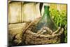 Traditional wine jug in a basket, Riomaggiore, Cinque Terre, Liguria, Italy-Russ Bishop-Mounted Photographic Print