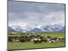 Traditional yurt the Transalai mountains in the background. Alaj valley in the Pamir Mountains.-Martin Zwick-Mounted Photographic Print