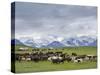 Traditional yurt the Transalai mountains in the background. Alaj valley in the Pamir Mountains.-Martin Zwick-Stretched Canvas