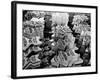 Traffic Signs Being Kept in the Storeroom of the Nypd-Carl Mydans-Framed Photographic Print