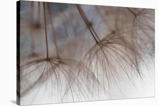 Tragapogon pratensis-Heidi Westum-Stretched Canvas