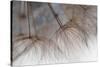 Tragapogon pratensis-Heidi Westum-Stretched Canvas