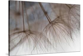 Tragapogon pratensis-Heidi Westum-Stretched Canvas