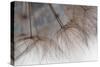 Tragapogon pratensis-Heidi Westum-Stretched Canvas