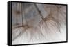 Tragapogon pratensis-Heidi Westum-Framed Stretched Canvas