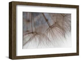 Tragapogon pratensis-Heidi Westum-Framed Photographic Print