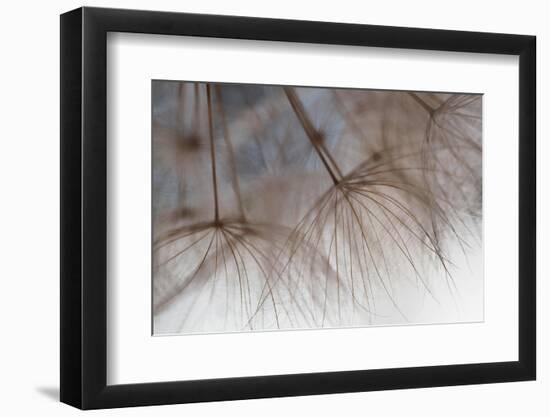 Tragapogon pratensis-Heidi Westum-Framed Premium Photographic Print