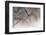 Tragapogon pratensis-Heidi Westum-Framed Premium Photographic Print