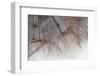 Tragapogon pratensis-Heidi Westum-Framed Premium Photographic Print