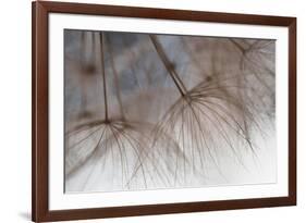 Tragapogon pratensis-Heidi Westum-Framed Photographic Print