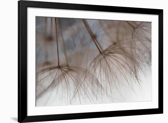 Tragapogon pratensis-Heidi Westum-Framed Photographic Print