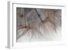 Tragapogon pratensis-Heidi Westum-Framed Photographic Print