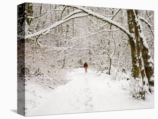 Trail and Hiker in Winter, Tiger Mountain State Forest, Washington, USA-Jamie & Judy Wild-Stretched Canvas