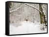 Trail and Hiker in Winter, Tiger Mountain State Forest, Washington, USA-Jamie & Judy Wild-Framed Stretched Canvas