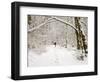 Trail and Hiker in Winter, Tiger Mountain State Forest, Washington, USA-Jamie & Judy Wild-Framed Photographic Print