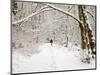Trail and Hiker in Winter, Tiger Mountain State Forest, Washington, USA-Jamie & Judy Wild-Mounted Photographic Print