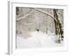 Trail and Hiker in Winter, Tiger Mountain State Forest, Washington, USA-Jamie & Judy Wild-Framed Photographic Print