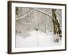 Trail and Hiker in Winter, Tiger Mountain State Forest, Washington, USA-Jamie & Judy Wild-Framed Photographic Print