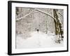 Trail and Hiker in Winter, Tiger Mountain State Forest, Washington, USA-Jamie & Judy Wild-Framed Photographic Print