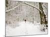 Trail and Hiker in Winter, Tiger Mountain State Forest, Washington, USA-Jamie & Judy Wild-Mounted Photographic Print