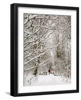 Trail and Hiker in Winter, Tiger Mountain State Forest, Washington, USA-Jamie & Judy Wild-Framed Photographic Print