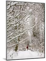 Trail and Hiker in Winter, Tiger Mountain State Forest, Washington, USA-Jamie & Judy Wild-Mounted Photographic Print