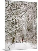 Trail and Hiker in Winter, Tiger Mountain State Forest, Washington, USA-Jamie & Judy Wild-Mounted Photographic Print