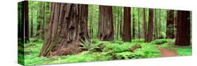 Trail, Avenue of the Giants, Founders Grove, California, USA-null-Stretched Canvas