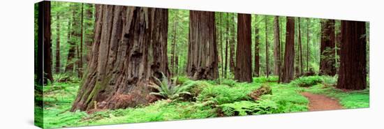 Trail, Avenue of the Giants, Founders Grove, California, USA-null-Stretched Canvas