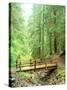 Trail Bridge, Upper Sol Duc Valley, Olympic National Park, Washington, USA-null-Stretched Canvas