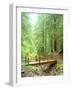 Trail Bridge, Upper Sol Duc Valley, Olympic National Park, Washington, USA-null-Framed Photographic Print