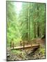 Trail Bridge, Upper Sol Duc Valley, Olympic National Park, Washington, USA-null-Mounted Photographic Print