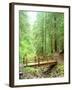 Trail Bridge, Upper Sol Duc Valley, Olympic National Park, Washington, USA-null-Framed Photographic Print