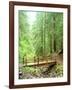 Trail Bridge, Upper Sol Duc Valley, Olympic National Park, Washington, USA-null-Framed Photographic Print